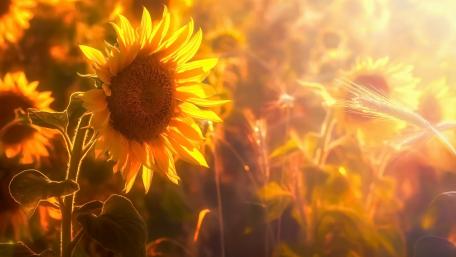 Sunflower in the sunlight wallpaper