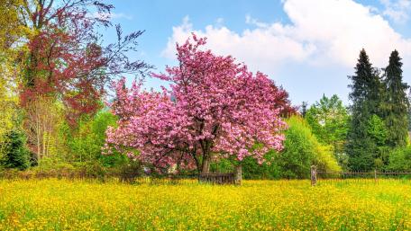 Pink tree wallpaper