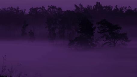 Purple haze wallpaper