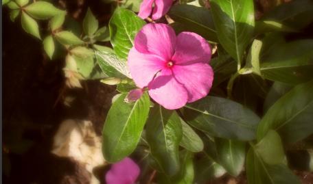 Vibrant Pink Blooming Beauty wallpaper