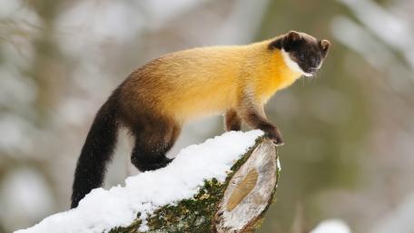 Yellow-throated marten wallpaper