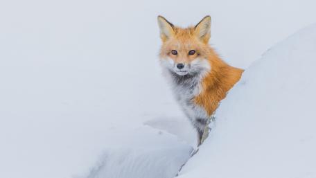 Winter Fox in Snowy Wilderness wallpaper