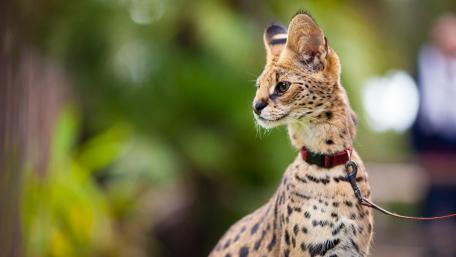 Serval wallpaper