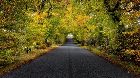 Tree lined road wallpaper