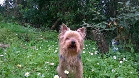 Joyful Yorkshire Terrier in a Beautiful Meadow Scene wallpaper