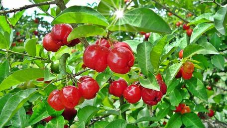 Acerola wallpaper