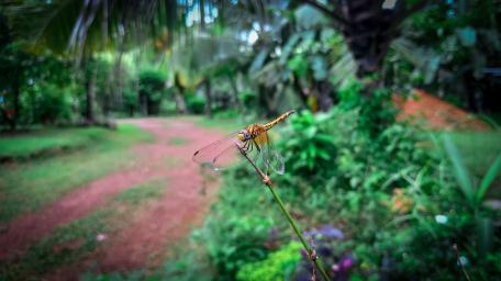Dragon fly wallpaper