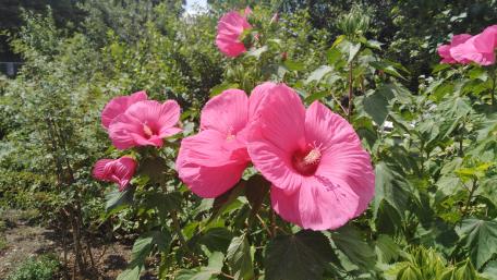 Vibrant Pink Hibiscus Blooms in Nature's Splendor wallpaper