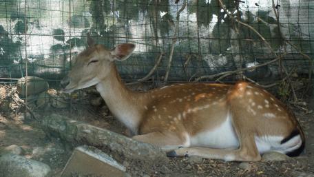 Gentle Deer in a Serene Setting wallpaper