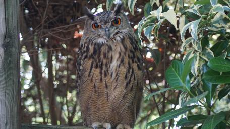 Majestic Owl Perched Among Foliage wallpaper