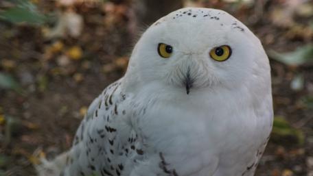 Majestic Snowy Owl in Nature's Embrace wallpaper