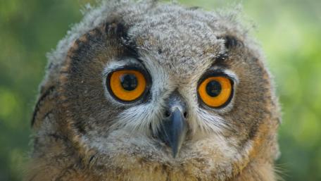 Majestic Owl with Striking Eyes in Detail wallpaper
