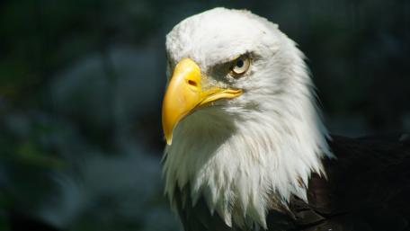 Bald eagle wallpaper
