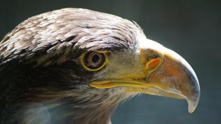 Majestic Eagle Close-Up Wallpaper wallpaper