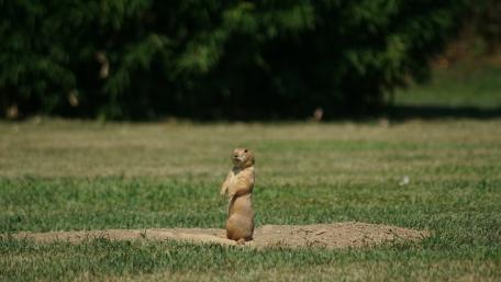 Prairie Dog on Alert in Nature Scene wallpaper