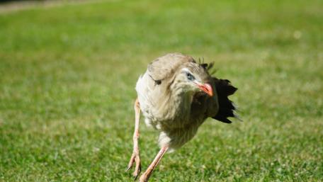 Graceful Bird in Motion on Lush Green Grass wallpaper