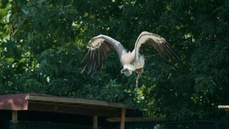 Majestic Vulture in Flight wallpaper