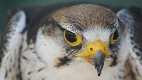 Majestic Falcon Close-Up Wallpaper wallpaper