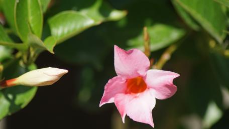 Delicate Pink Mandevilla Blossom wallpaper