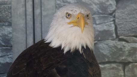 Majestic Eagle Portrait in Detail wallpaper