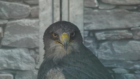 Majestic Eagle Staring Intently wallpaper