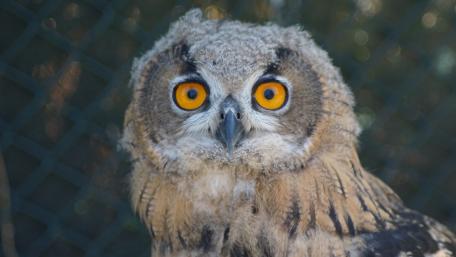Majestic Owl with Striking Orange Eyes wallpaper