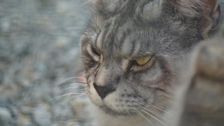 Majestic Feline Captured in Stunning Detail wallpaper
