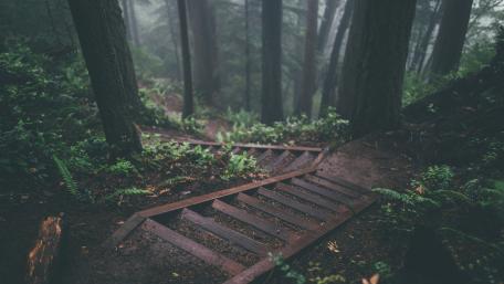 Rainy Forest wallpaper