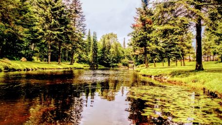 Tranquil Lake Surrounded by Lush Greenery and Trees wallpaper