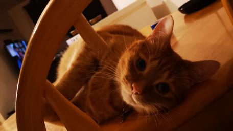 Charming Orange Cat Relaxing on a Chair wallpaper