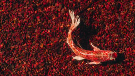 Red Koi wallpaper