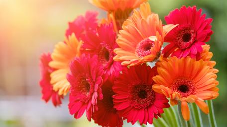 Gerberas wallpaper