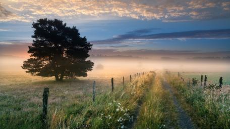 Solitary Tree at Dawn in Misty Landscape wallpaper