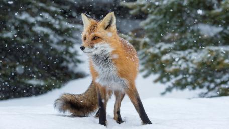 Fox in the snowfall wallpaper