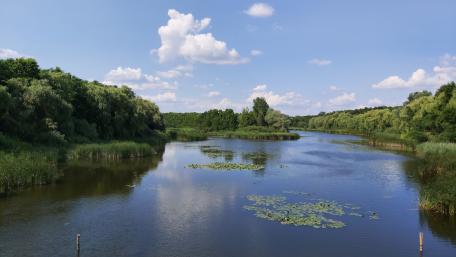 Riparian zone wallpaper