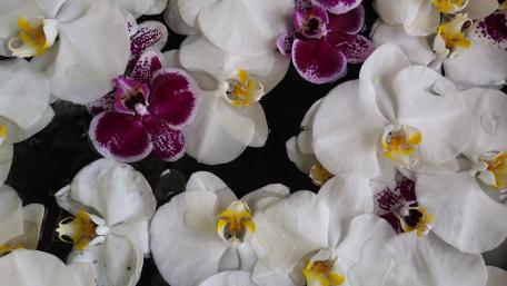 Elegant White Moth Orchids in Bloom wallpaper