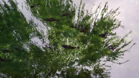 Black fishes and green tree wallpaper