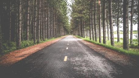 Pine line among an endless road wallpaper