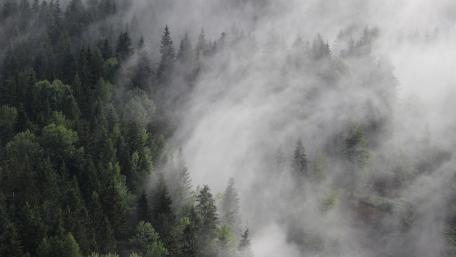Foggy Forest wallpaper