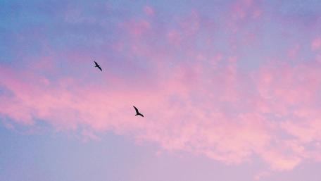 Pink sky wallpaper