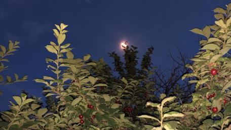 Blood moon and cherries wallpaper