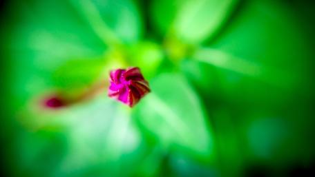 Flower bud wallpaper