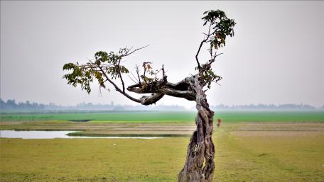 Tree wallpaper