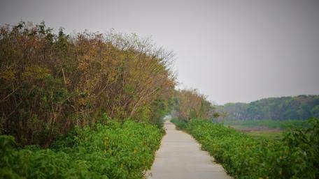 Scenic Trail Through Lush Nature in Bangladesh wallpaper