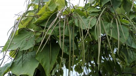 Lush Greenery with Exotic Pods Beauty wallpaper