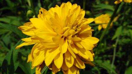 Vibrant Yellow Flower Blooms Brighten Your Space wallpaper