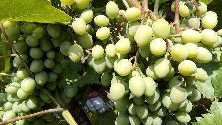 Grapes in Sunlight: A 4K Visual Feast wallpaper