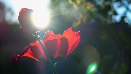 Tulips in the sunlight wallpaper