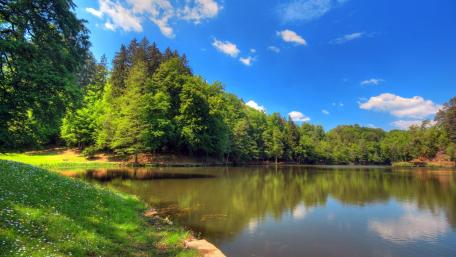 In the forest at the river wallpaper