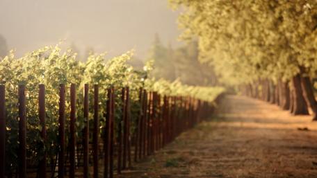 Countryside vineyard tree lane at dawn wallpaper